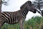 Deze Burchell's zebra blijft vlakbij het pad staan in Mlilwane Wildlife Sanctuary in Swaziland